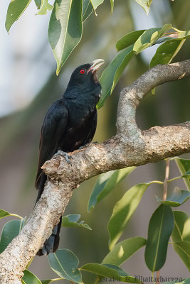 Asian Koel (Male)