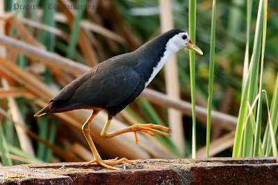 White-breasted Water Hen