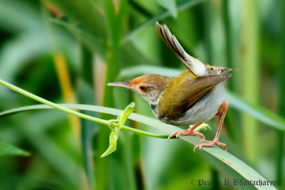 Common Tailorbird