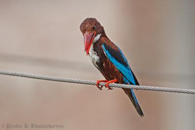 White-throated King Fisher