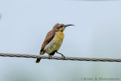 Purple-rumped Sunbird Female