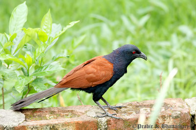 Greater Coucal