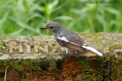 Oriental Magpie-Robin (Female)