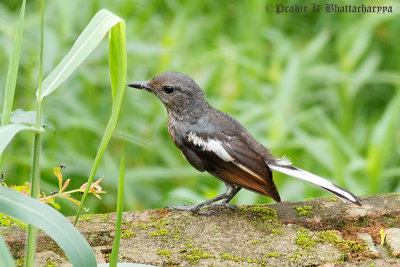 Oriental Magpie-Robin (Female)