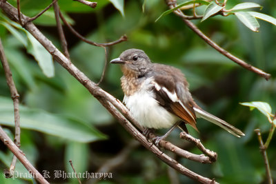 Oriental Magpie-Robin (Female)