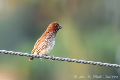 Scaly-breasted Munia