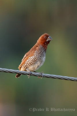 Scaly-breasted Munia