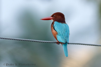 White-throated King Fisher