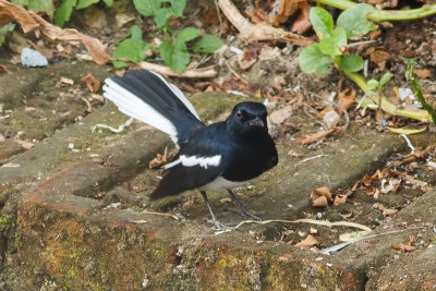 Oriental Magpie-Robin (Male)