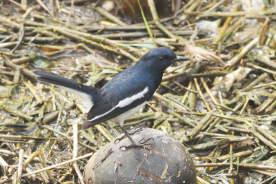 Oriental Magpie-Robin (Male)