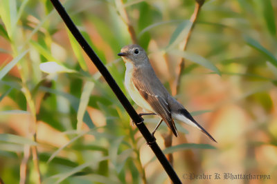 Red-breasred Flycatcher