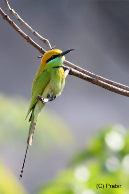 Green Bee Eater