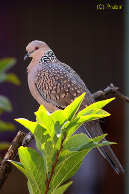 Spotted Dove