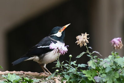 Asian Pies Starling (Pied Myna)
