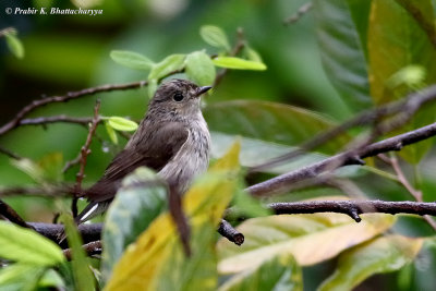 Taiga Flycatcher