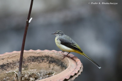 Grey Wagtail