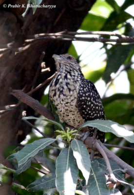 Asian Koel (Female)