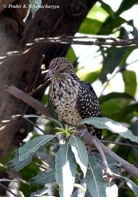 Asian Koel (Female)