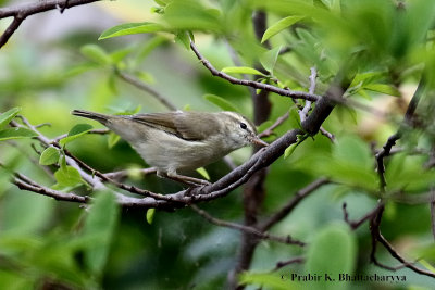 White-browed Prinia