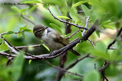 White-browed Prinia