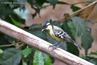 Indian Black-lored Tit