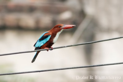 White-throated Kingfisher