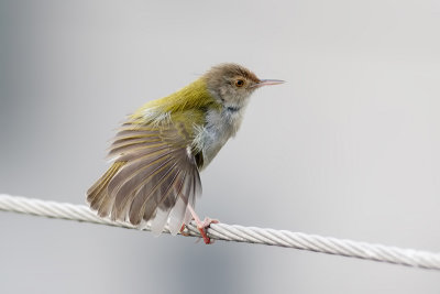 Common Tailorbird