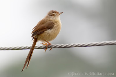 Plain Prinia