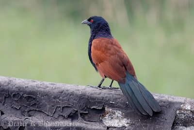 Greater coucal (Crow pheasant)