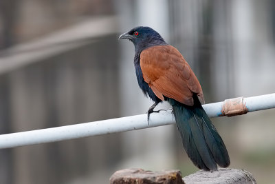 Greater coucal (Crow pheasant)