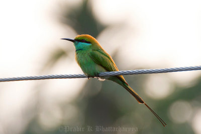 Green bee-eater