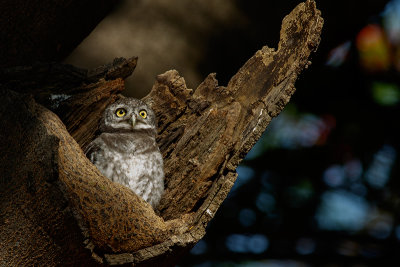 Spotted Owlet