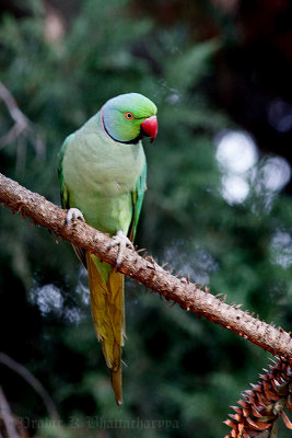 Rose-ringed Parakeet