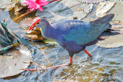 Purple Moorhen/Purple Swamphen