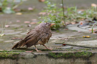 Jungle Babbler