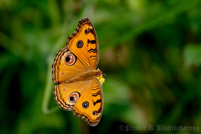 Peacock Pansy