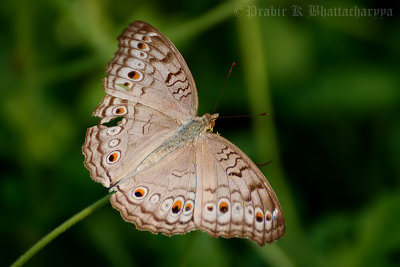 Grey Pansy