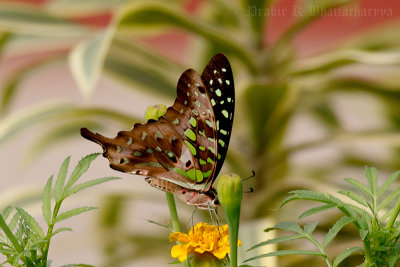 Tailed Jay