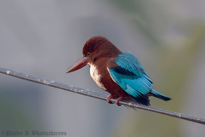 White-throated Kingfisher