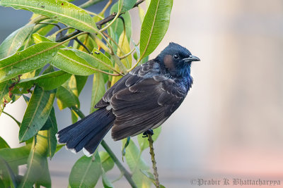 Red-vented Bulbul