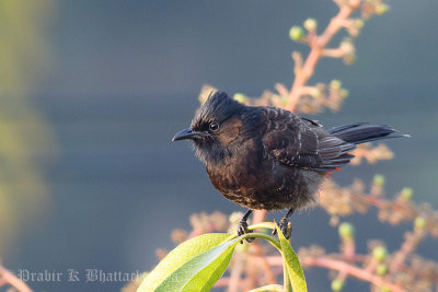 Red-vented Bulbul