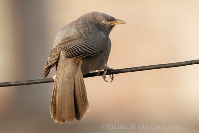 Jungle Babbler