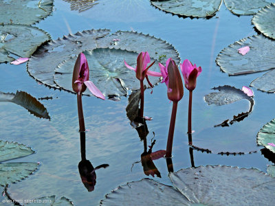 THE LILLY POND