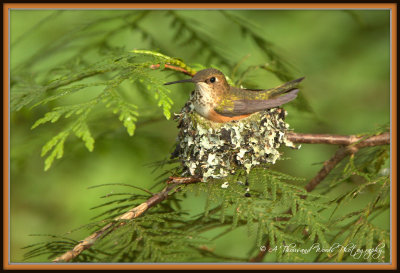 Rufous Hummingbirds