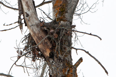 Great Horned Owls nesting and their owlets