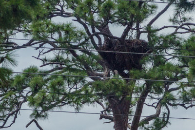 The eagles' nest - said to be 50 years old and 10 feet across.  