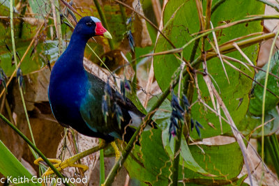 _MG_5723 Winter Garden.jpg