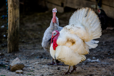 Waiting for Thanksgiving?