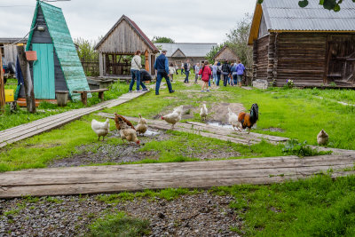 Chickens stand guard to the animal pens behind house 2.