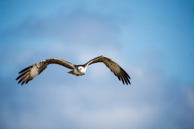 Osprey